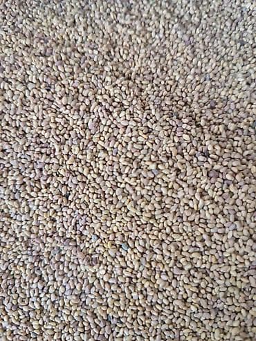 Семена люцерны (Medicago sativa) - Культура: люцерна, мелкие