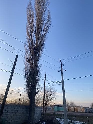 покраска стен: Услуга: обрезка и формирование деревьев возле линий электропередачи - — 2