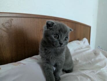 сколько стоит французский бульдог: Скотиш Фолд (Шотландская вислоухая), 1 месяц, Мальчик, Серый, Приучена к лотку — 9