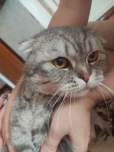 Скотиш Фолд (Шотландская вислоухая), 1 год, Мальчик, Приучена к лотку at lalafo.kg Скотиш Фолд (Шотландская вислоухая), 1 год, Мальчик, Приучена к лотку