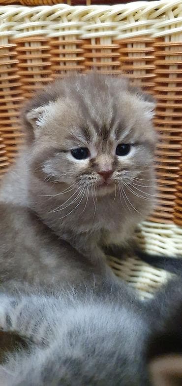 скоттиш страйт котята: Скотиш Страйт (Шотландская прямоухая), 1 месяц, Девочка, Приучена к лотку, Проглистована — 2