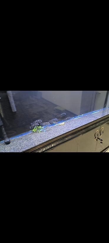 купить малек форели: Аквариумный комплект с африканскими цихлидами и грунтом аквариум — 2