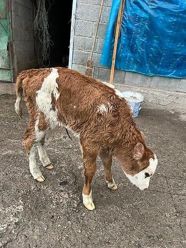 Другие животные: Продаю | Тёлка | На откорм | Племенные — 1