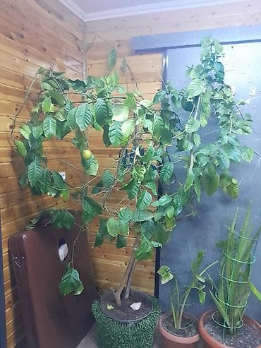 черный замиокулькас купить: Продаю Лимонное дерево или обмен на тую, елку - Крупное плодоносящее — 1
