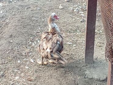 кролик декоративный: Мускусные утки (индоутки), стадо разновозрастное. - Окрасы — 1
