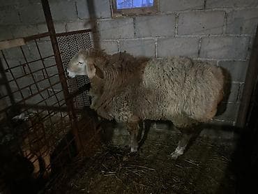 Мышыктар: Сатам | Кочкор (эркек) | Союуга, Көбөйтүү үчүн | Жасалма жол менен боозутуу — 4