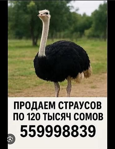 Страусы для фермы и подсобного хозяйства. Торг уместен - В наличии