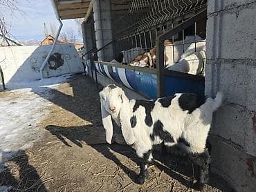 машинка для животных: Продаю | Козлёнок | Нубийская | Для разведения | Племенные — 1