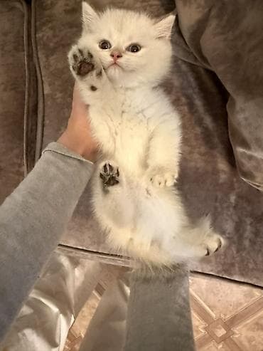 вязка кошка: Шотландские котята, окрас белый с дымчатым хвостиком и тёмными — 3