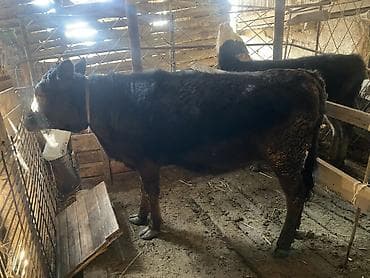 коровы телки 35000: Продаю | Музоо, торпок | Абердин-ангус, Полукровка | На откорм | Привязанные — 2
