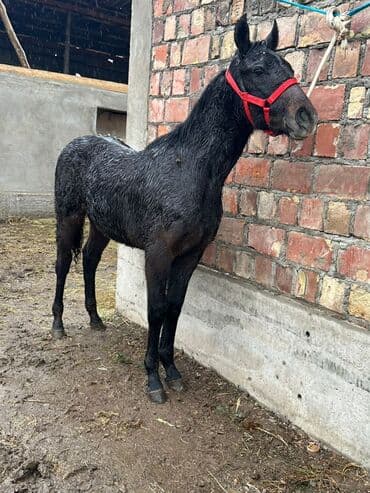 дойних коров: Продаю | Жеребенок | Для разведения | Племенные — 10