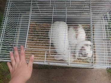 Продаются крупные кролики 🐰 Самец и самка, взрослые, здоровые и