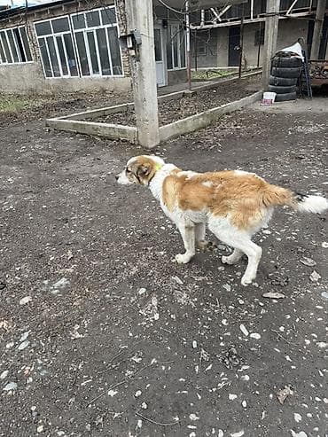 собака машке: Алабай, 6 месяцев, Самец, С прививкой — 2