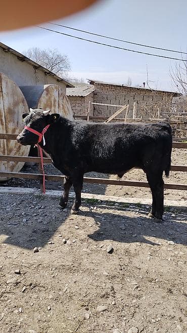 корова с теленкам: Продаю | Бык (самец) | Бельгийская | На откорм | Привязанные — 8