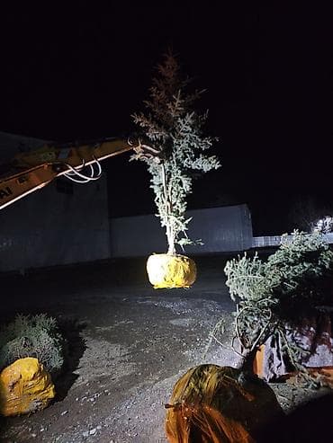 сеянцы голубой ели: Ель голубая (Picea pungens) с закрытой корневой системой в земляном — 4