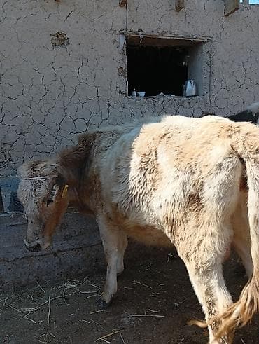 каровы: Продаю | Тёлка | Для разведения | Нетель — 2