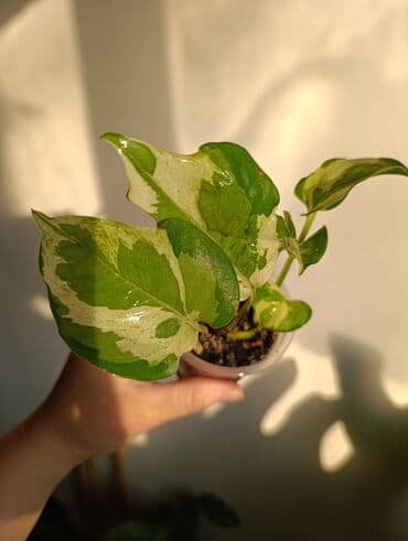 формочки для хлеба: Продаю. детки, черенки комнатных растений по 100 сом. Сциндапсус-пакет — 5