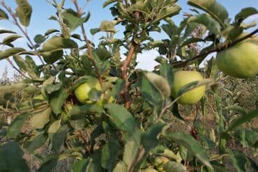 купить семена цветов в бишкеке: 🌳 Продается яблоневый сад – 6 гектаров 🍏 📍 Местоположение: село — 3