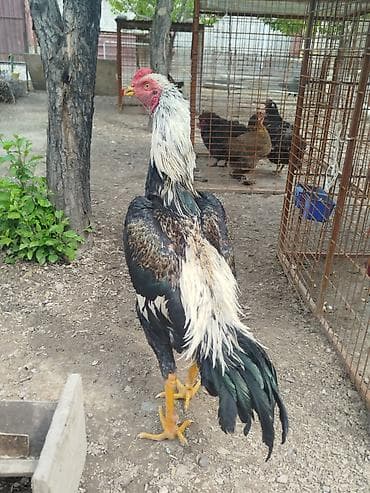 летучая мыш: Дакан короздор сатылат алмашу жолдору бар жемге жугоруго дакандарга — 2