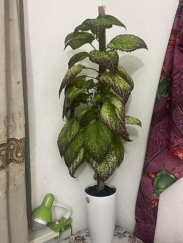 Колеус . Высота 100 см !!Комнатное растение в горшке —