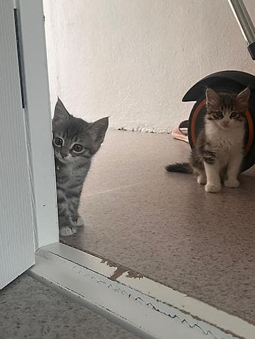 Котята домашние, из одного помёта. - Возраст: примерно 2–3 месяца - — 4