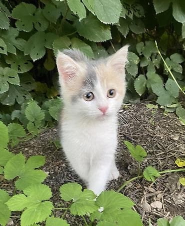 американская вислоухая кошка: 3 месяца, Девочка, Биколор, Приучена к лотку — 1