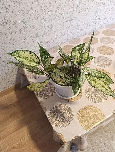 цветы горшочные: Комнатные растения в горшках (несколько видов): 1) Бегония — 5