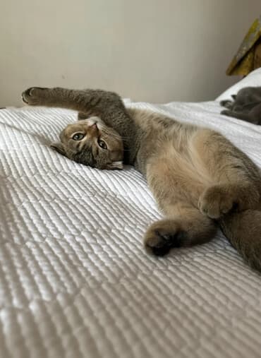 купить кота вислоухий британец: Скотиш Фолд (Шотландская вислоухая), 6 месяцев, Мальчик, Золотая шиншилла, Приучена к лотку, Проглистована — 1