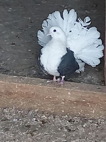 Услуги ветеринара: Продаю пару голубей краснохвостого и желтохвостноя галубка цена — 8