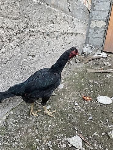 где купить утят: Продаю | Петух | Бойцовая | Для разведения — 2