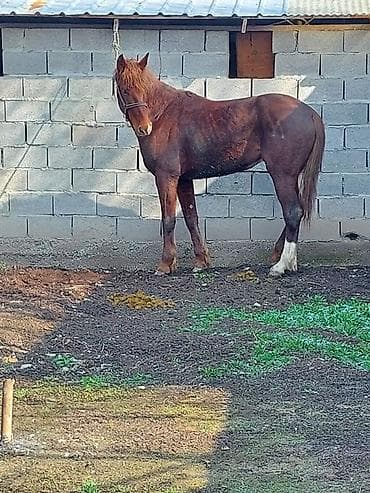 коня: Продаю | Жеребец | Конный спорт — 1