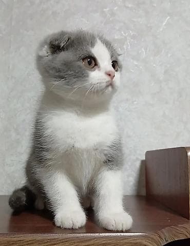 куда можно отдать кошку: Scottish Fold Шотландский котёнок. Доступен к бронированию котик — 1