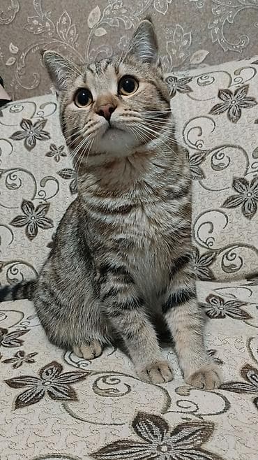 british shorthair: Британская короткошёрстная, 8 месяцев, Мальчик, Серый, Приучена к лотку, Проглистована, С документами — 2