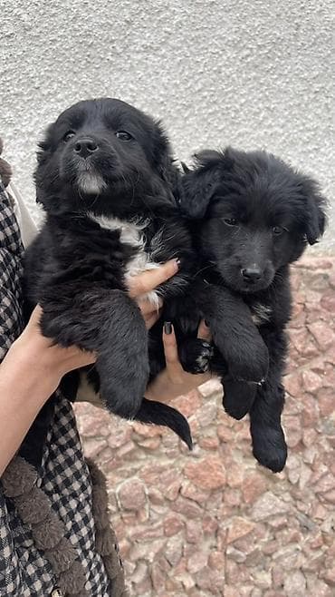 Услуги ветеринара: Щенки метисы, черные пушистые, с белыми отметинами на груди и лапках — 5