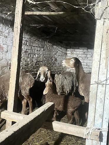пласка гупса: Продаю | Овца (самка) | Для разведения | Племенные — 4