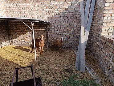 дакан цыпленок: Продаю | Овца (самка) | Для разведения | Матка — 1