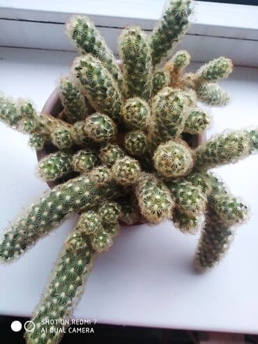 метельчатая гортензия: Маммилярия элонгата.Цветущий вид — 1