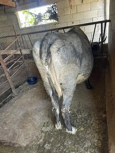 каро: Продаю | Корова (самка) | Для молока | После отела — 8