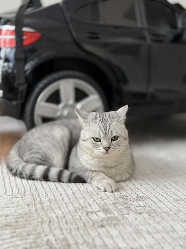 ориентал кошка: Вязка!!! Не продажа!! Бишкек! Тунгуч! Шотландская прямоухая — 4