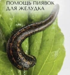 Тил курстары: Сүлүк койом .Ставлю пиявки. Сүлүк сатам .Продаю пиявки. Оптом и в — 4