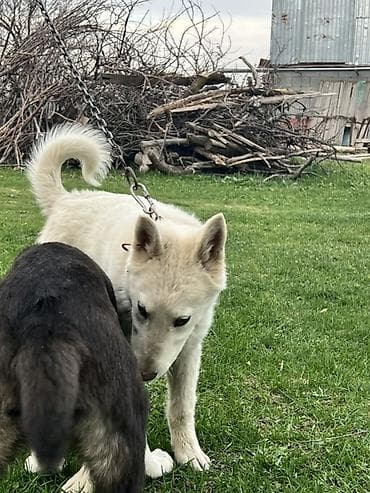 тайган рабочи: Лайка, 5 месяцев, Самец — 4