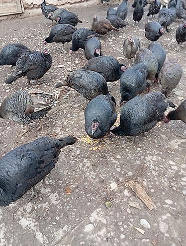 Другие животные: Продаю индушка чёрный Принс 3000 сом город Токмок — 2