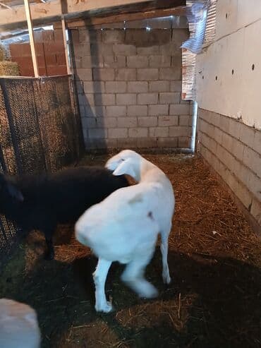 ош кошки: Продаю | Баран (самец) | Арашан | Для разведения — 6