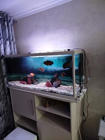 продаю кукуруз: Рыбки астронотусы — 2