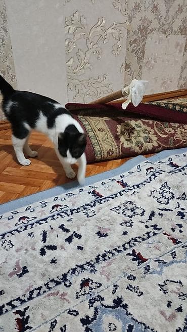 кошка в добрые руки: Кошка даром: Беспородная, 5 месяцев, Девочка, Приучена к лотку, Проглистована — 2