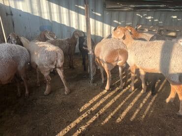 купить кошку в бишкеке: Продаю | Овца (самка) | Для разведения | Матка — 2