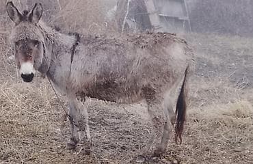Үй жаныбарлары: Домашний осёл - Вид: осёл (домашний, рабочий/ездовой) - Масть: серая — 2