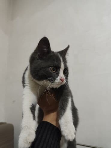 питомник кошек: Отдам бесплатно в добрые руки. 3.5 месяца. Мальчик. Очень подвижный — 3