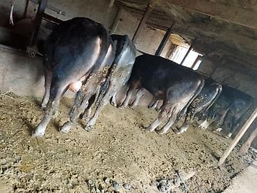 Продам с/х животных: Продаю | Бык (самец) | На откорм | Привязанные — 3