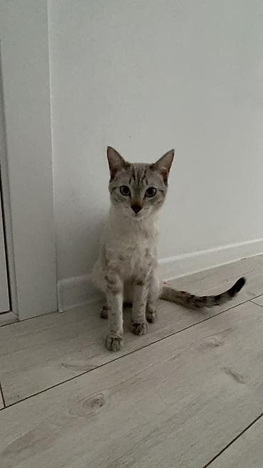 сиамская кошка сколько стоит: Сиамская, 10 месяцев, Мальчик, Приучена к лотку — 1